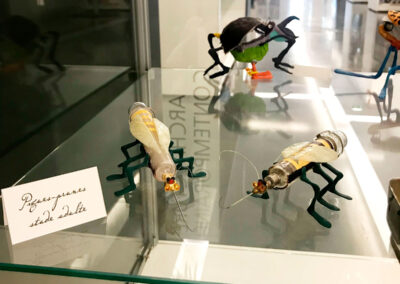Nom d'un insecte ! - Exposition à Pierresvives - Montpellier - vitrine- Mathilde Magnan