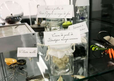 Nom d'un insecte ! - Exposition à Pierresvives - Montpellier - vitrine- Mathilde Magnan