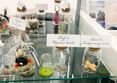 Nom d'un insecte ! - Exposition à Pierresvives - Montpellier - vitrine- Mathilde Magnan