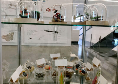 Nom d'un insecte ! - Exposition à Pierresvives - Montpellier - vitrine- Mathilde Magnan - Aporia Culture