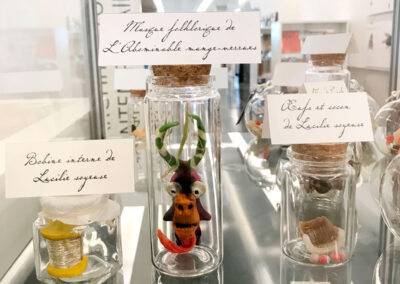 Nom d'un insecte ! - Exposition à Pierresvives - Montpellier - vitrine- Mathilde Magnan