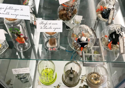 Nom d'un insecte ! - Exposition à Pierresvives - Montpellier - vitrine- Mathilde Magnan