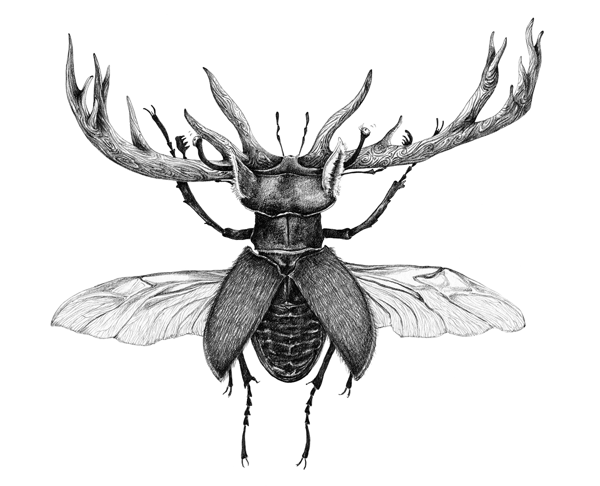Cerf Volant véritable - illustration au crayon - affiche de la 13e éditions des éclats de lire du Vigan - Mathilde Magnan