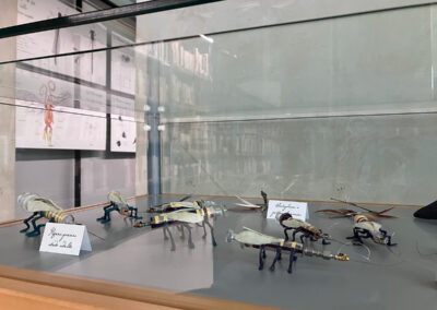 Nom d'un insecte&nbsp;! - Exposition à la médiathèque du Pays viganais - Le Vigan - vitrine- Mathilde Magnan