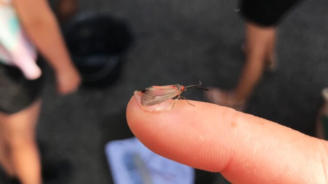 Le lendemain, jeudi 3, c’était le jour de la restitution des Petits Art-Oseurs n°7 ! D’abord à St Jean Delnous le matin, nous avons collé les insectes imaginaires de enfants au sol et sur les murs de la cour, ils avaient exposé leurs illustrations originales et les insectes en volumes (faits à la suite du projet avec une plasticienne) !

Merci à Céline et Maïté d’avoir si bien pris en main ce projet, et bravo aux enfants, le résultat est au top !
Merci à Céline Guelton-Thomasset d’ @aporiaculture de m’avoir refait confiance sur ce projet !

#petitsartoseurs #aporiaculture #insectesimaginaires #insectesmusiciens #résidenceàlécole #saintjeandelnous #restitution