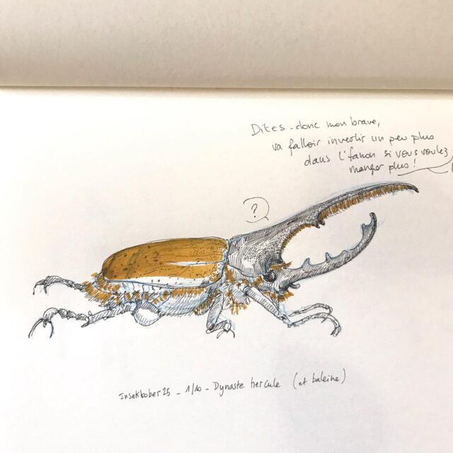 L’Insektober est de retour avec @opie_insectes !

Pour le 1er, voici le Dynaste Hercule.

#insektober #insektober2025 #insectagram #dynastehercule #cesttoilfanon #opieinsectes