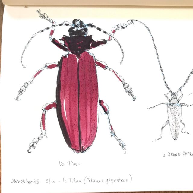 Insektober jour 5 :

Le Titan avec l’ @opie_insectes 

#insektober #insektober2025 #insectagram #titan #titanusgigantus #grandcapricorne #cestquiqualesplusgrandes #opieinsectes