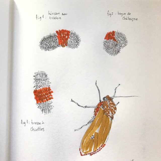 Insektober jour 7 :

L’Isie Isabelle 

Avec l’ @opie_insectes 

#insektober #insektober2025 #insectagram #isieisabelle #pyrrhactiaisabella #chenillemultiforme #pafcafaitdeschocapics #opieinsectes