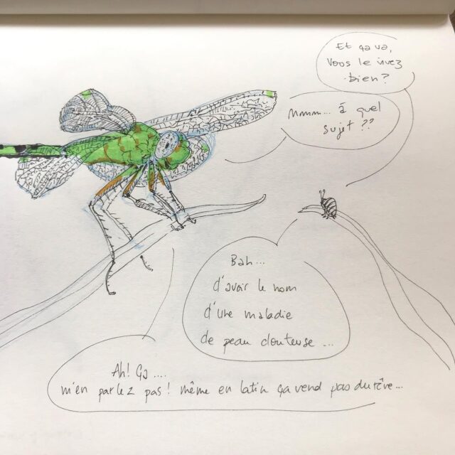 Insektober jour 4 :

L’Erythème émeraude 

Avec l’ @opie_insectes 

#insektober #insektober2025 #insectagram #erythemeemeraude #erythemisvesiculosa #cestquandmemeplusjoliquunerythemefessier #opieinsectes