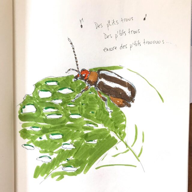 Insektober jour 9 :

La Chrysomèle du chou

Avec l’ @opie_insectes 

#insektober #insektober2025 #insectagram #chrysomeleduchou #systenaslittera #desptitstrous #opieinsectes
