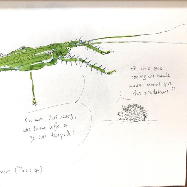 Insektober jour 8 :

La Sauterelle aux pattes armées 

Avec l’ @opie_insectes 

#insektober #insektober2025 #insectagram #sauterelleauxpattesarmees #phisis #jaretenbrochette #opieinsectes