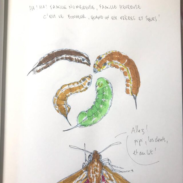 Insektober jour 11 et 12 :

Le Sphinx phœnix et le Caenis du Brésil

Avec l’ @opie_insectes 

#insektober #insektober2025 #insectagram #sphinxphoenix #hippotioncelerio #caenisdubrésil #brasilocaenis #famillenombreusefamilleheureuse #pipilesdentsaulit