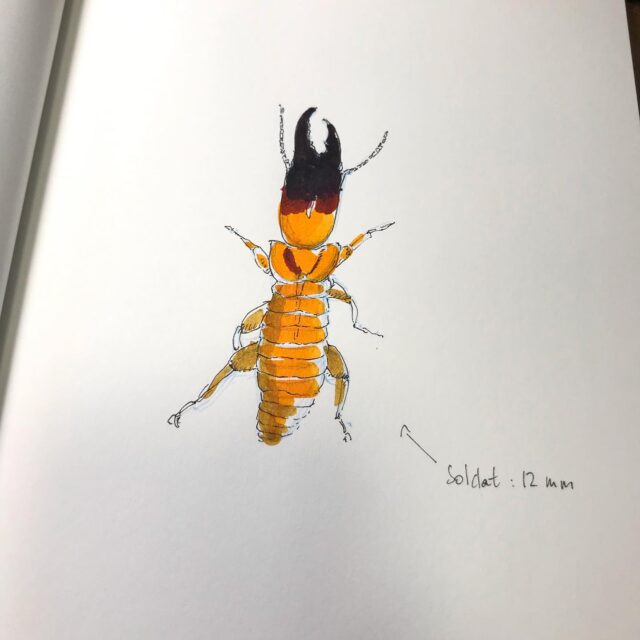 Insektober jour 21 :

Le Termite de la Réunion

Avec l’ @opie_insectes 

#insektober #insektober2025 #insectagram #termitedelareunion #neotermesreunionensis #opieinsectes