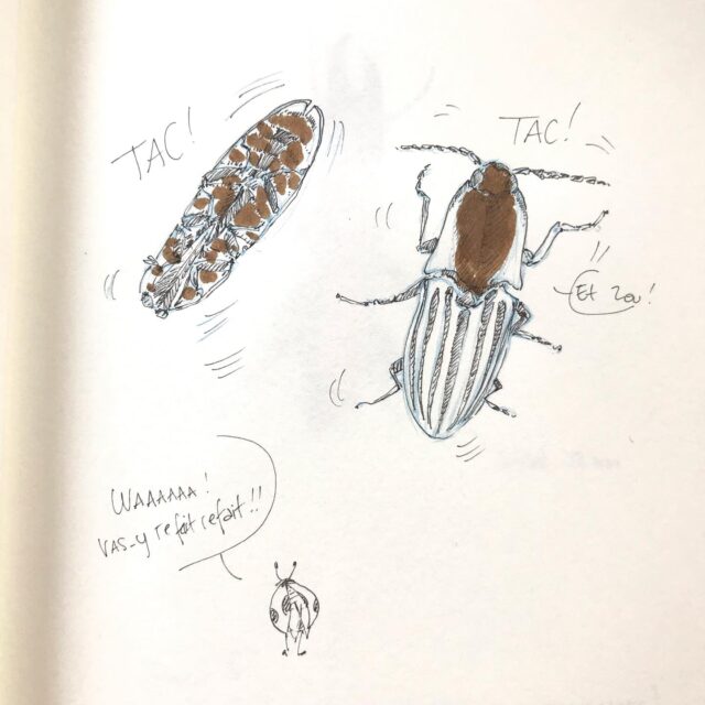 Insektober jour 20 :

Le Gros Tac-tac 

Avec l’ @opie_insectes 

#insektober #insektober2025 #insectagram #grostactac #chalcolepidius #chalcolepidiusvalidus #tactac #etzou #opieinsectes