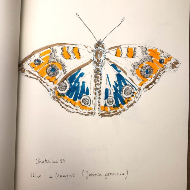 Insektober jour 22

La Mangrove

Avec l’ @opie_insectes 

#insektober #insektober2025 #insectagram #mangrove #papillon #junoniagenoveva #opieinsectes