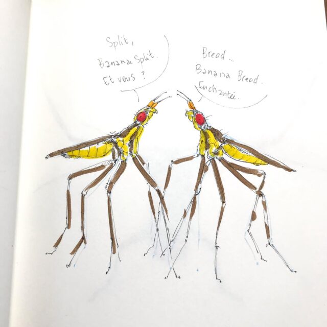 Insektober jour 24 :

La Mouche banane 

Avec l’ @opie_insectes 

#insektober #insektober2025 #insectagram #mouchebanane #telostylinuslineolatus #bananasplit #bananabread #opieinsectes