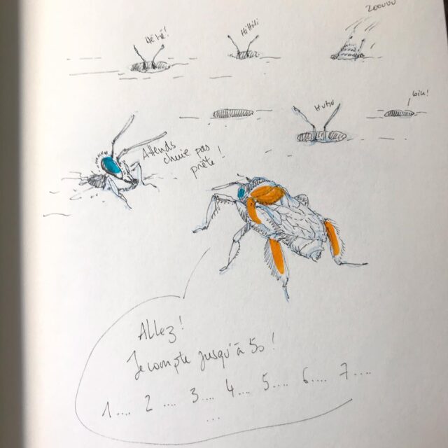 Insektober jour 23 :

L’Abeille folle des plages

Avec l’ @opie_insectes 

#insektober #insektober2025 #insectagram #abeillefolledesplages #centrisdecolorata #cachecache #opieinsectes
