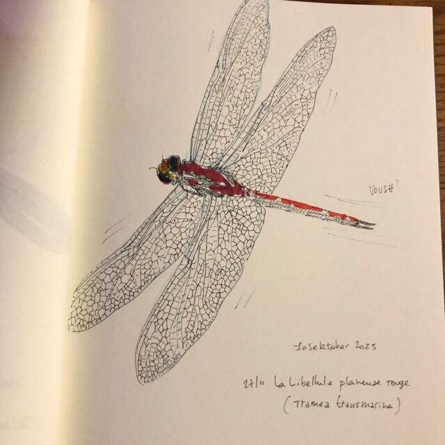 Insektober jour 27

La libellule planteuse rouge

Avec l’ @opie_insectes 

#insektober #insektober2025 #insectagram #libelluleplaneuserouge #trameatransmarina #voush #opieinsectes