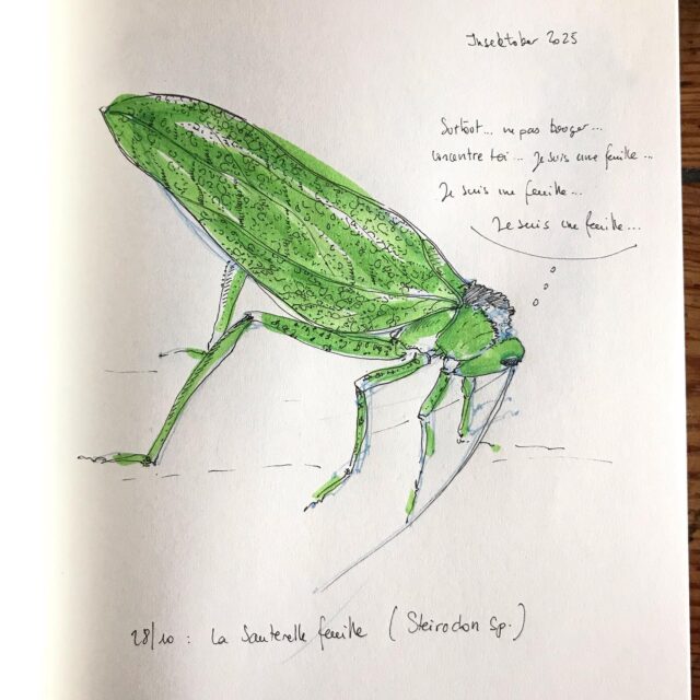 Insektober jour 28

La Sauterelle feuille 

Avec l’ @opie_insectes 

#insektober #insektober2025 #insectagram #sauterellefeuille #steirodon #jesuisunefeuille #opieinsectes