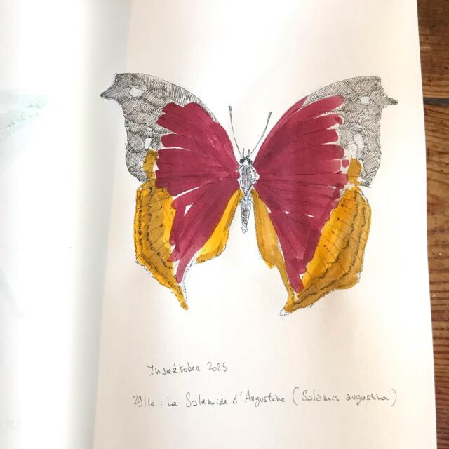 Insektober jour 29 :

La Salamide d’Augustine

#insektober #insektober2025 #insectagram #salamidedaugustine #salamisaugustina #opieinsectes