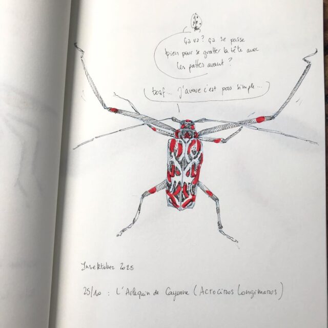 Insektober jour 25 :

L’Arlequin de Cayenne

Avec l’ @opie_insectes 

#insektober #insektober2025 #insectagram #arlequindecayenne #acrocinuslongimanus #nezquigratte #opieinsectes