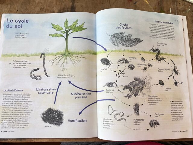 Ce mois de juin paraissait un numéro collector des 4 saisons, magazine des éditions @scopterrevivante , beau recueil sur les insectes et animaux en tous genres qui peuplent nos jardins, et mes illustrations sur la vie du sol en font partie ☺️!

N’hésitez pas à vous le procurer&nbsp;!!

#les4saisons #terrevivanteéditions #numerocollector #collembolemonami #viedusol