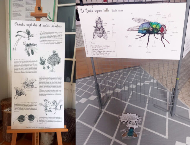 L’exposition "Nom d’un insecte&nbsp;!" à quitté la Bretagne pour le Parc Forestier de la Poudrerie&nbsp;! Elle est présentée par le Service des Parcs Urbains du Département de la Seine-Saint-Denis (93) dans le cadre de la 2e édition d'Arbre en scène. Elle est exposée dans le Pavillon Maurouard du 16 septembre au 14 octobre 2026. Les horaires sont de 14h à 18h tous les mecredis et les week-ends.

🪲 J'y serai présente le samedi 10 octobre de 15 à 17h pour un atelier sur les insectes imaginaires (plus d'infos ici&nbsp;: https://parcsinfo.seinesaintdenis.fr/activite/mon-insecte-imaginaire/). Il se déroulera à côté de l'exposition également au Pavillon Maurouard, c'est tout public à partir de 7 ans. Une façon ludique et poétique de voir la science de l’entomologie&nbsp;!
🐛
Le livre "Insectoïdus" dont est issue l'exposition est publié par les éditions @scopterrevivante.

#nomduninsecte #insectoïdus #atelierdillustration #exposition #insectesimaginaires #parcdelapoudrerie #seinesaintdenis #aporiaculture #editionsterrevivante