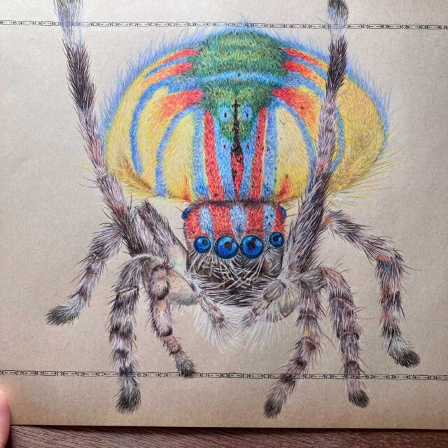 La Maratus volans !

Une parmi les très nombreuses Araignées paon, dont les mâles ont tous des couleurs fabuleuses et un déhanché incroyable&nbsp;:) !
Illustrations qui rejoindront le volet "réel" de mon projet actuel "Musicalidus", où je parle aussi de certaines petites bêtes aux talents de danseuses et musiciennes de dingos !!

#maratusvolans #araigneepaon #musicalidus #insectoiduslasuite #admireledéhanché #danserouêtrebouffételleestlaquestion