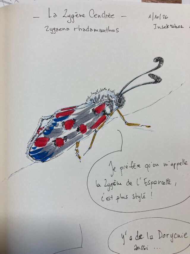 Insektober 2026&nbsp;!

Pour ce premier jour&nbsp;: la Zygène cendrée&nbsp;!

Avec l’ @opie_insectes&nbsp;!

#insektober #insektober2026 #zygènecendrée #zygaenarhadamanthus #opieinsectes