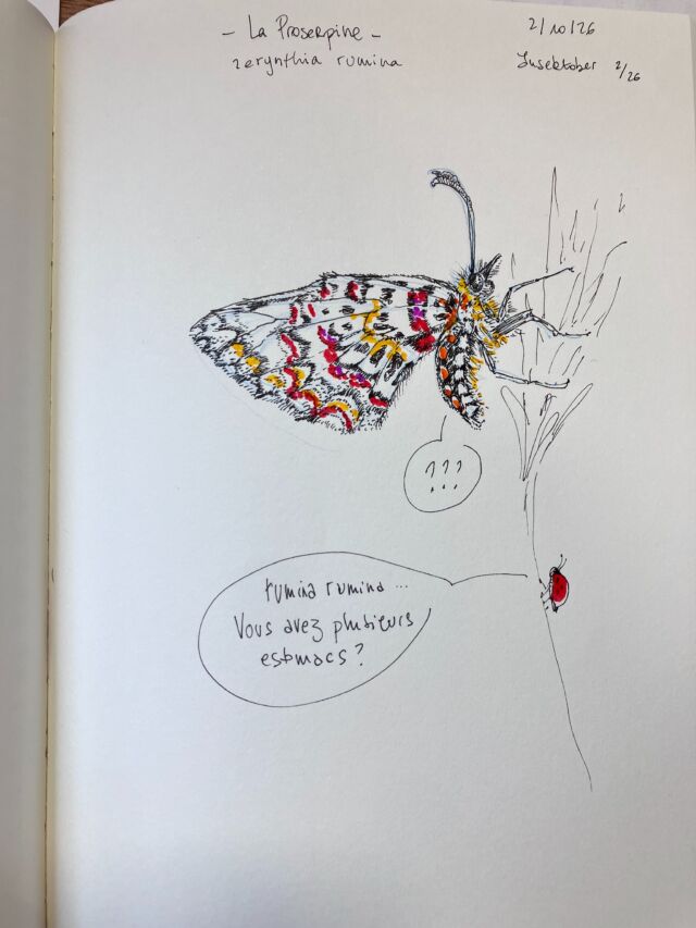 Insektober 2026, jour 2&nbsp;:

La Proserpine.

Avec @opie_insectes 

#insektober #insektober2026 #proserpine #zerynthiarumina #opieinsectes