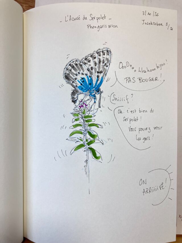 Insektober 2026, jour 3&nbsp;:

L’Azuré du Serpolet 

Avec l’ @opie_insectes 

#insektober #insektober2026 #azureduserpolet #phengarisarion #opieinsectes
