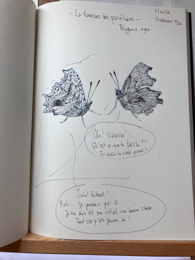 Insektober jour 4&nbsp;:

La Vanesse des Pariétaires.

Elle a rencontré son copain Robert ( alias Bob the Devil), ils ont des choses à se dire… probable que mon Insektober devienne légèrement orienté 😁. C’est qu’on a du lycéen à la maison&nbsp;!

Allez, go les jeunes&nbsp;!!

Avec l’ @opie_insectes 

#insektober2026 #vanessedespariétaires #polygoniaegea #chacundenousestconcerné #bobavecleslyceens