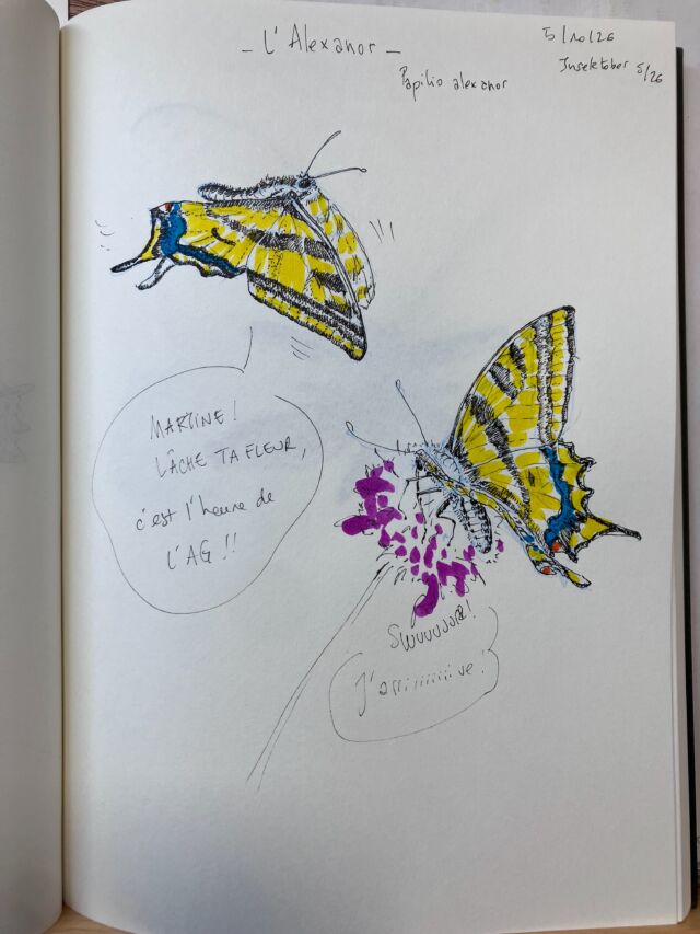 Insektober jour 5&nbsp;:

L’Alexanor ( et sa copine Martine)

Avec l’ @opie_insectes 

#insektober2026 #alexanor #martineadeschosesarevendiquer #chacundenousestconcerné #butterflypower