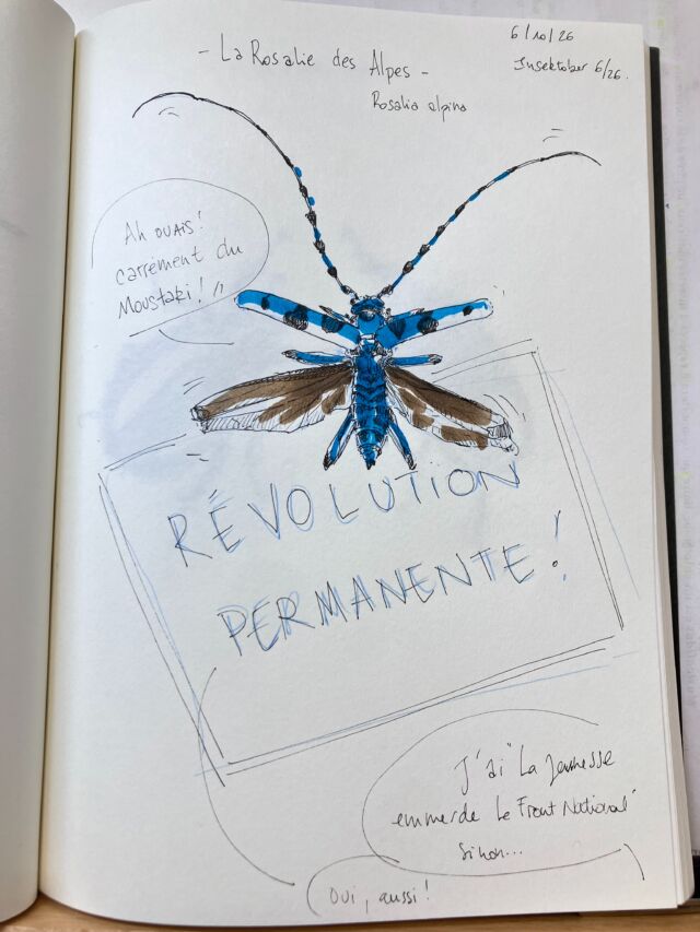 Insektober jour 6&nbsp;:

La Rosalie des Alpes ( qui tchèke les pancartes)

Avec l’ @opie_insectes 

#insektober2026 #rosaliaalpina #revolutionpermanente #rosalieecoutelesbéru #lajeunesseemmerdelefrontnational