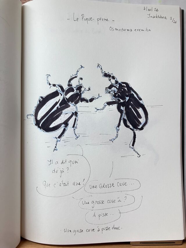 Insektober jour 7&nbsp;:

Le Pique-prunes. Qui pense tout comme un certain Pierre Emmanuel B…

Avec l’ @opie_insectes 

#insektober2026 #piqueprune #osmodermaeremita #cuveàpisse #chacundenousestconcerné