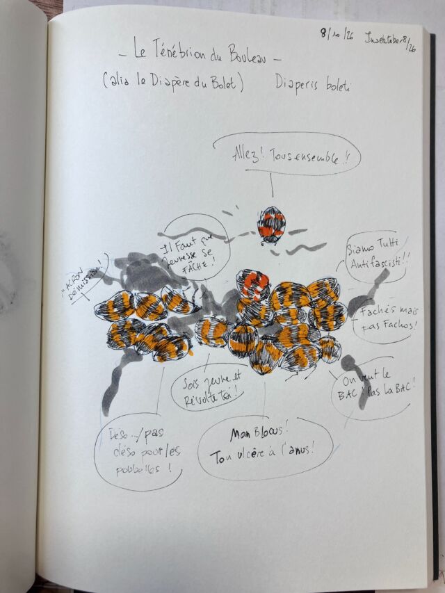 Insektober jour 8&nbsp;: 

Le Ténébrion du Bouleau. 

En pleine concertation pour les meilleures pancartes&nbsp;! ( y’en a des tellement magnifiques, c’est fabuleux&nbsp;!)

Avec l’ @opie_insectes 

#insektober2026 #tenebriondubouleau #diaperisboleti #macrondemission #monblocustonulcèreàlanus 👌