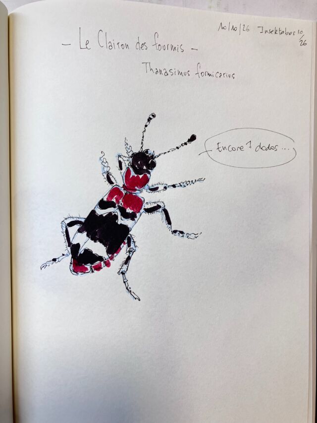 Insektober jour 10

Le Clairon des fourmis. Qui compte les dodos.

Avec l’ @opie_insectes 

#insektober2026 #clairondesfourmis #thanasimusformicarius #onestlà #encore7dodos