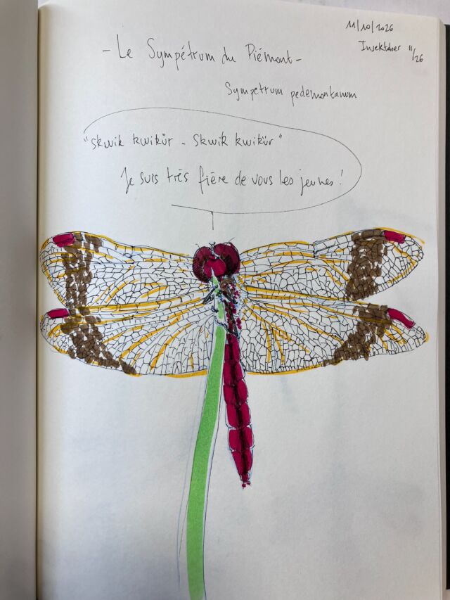 Insektober jour 11

Le Sympétrum du Piémont.
Il est très fier de vous les jeunes&nbsp;!

Avec l’ @opie_insectes 

#insektober2026 #sympetrumpedemontanum #skwikskwikur #chacundenousestconcerné #jesuistresfieredevouslesjeunes