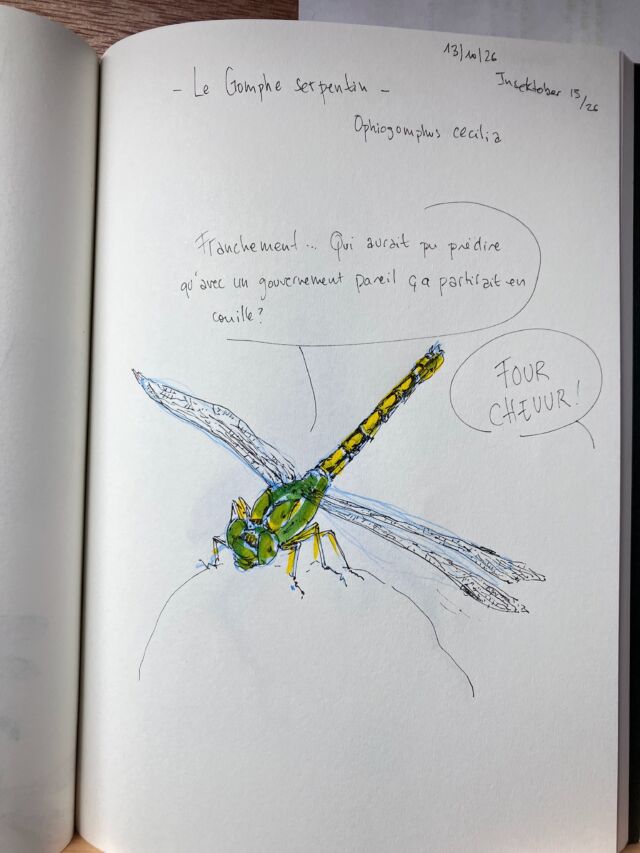 Insektober jour 13

Le Gomphe serpentin.
Qui fait de l’ironie.

Avec l’ @opie_insectes 

Oubliez pas de signer là&nbsp;: https://petitions.assemblee-nationale.fr/initiatives/i-7231

#insektober2026 #ophiogomphuscecilia #quiauraitpuprédire #forchure #cestpaspossibletouscestocards