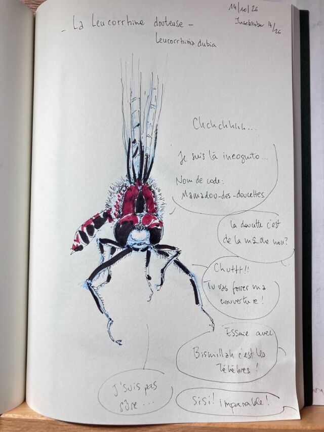 Insektober jour 14

La Leucorrhine douteuse.
Qui tente une infiltration qui va bien avec son nom…

Avec l’ @opie_insectes 

#insektober2026 #leucorrhiniadubia #lestocardschezlesinfiltrés #bismillahcestlestenebres