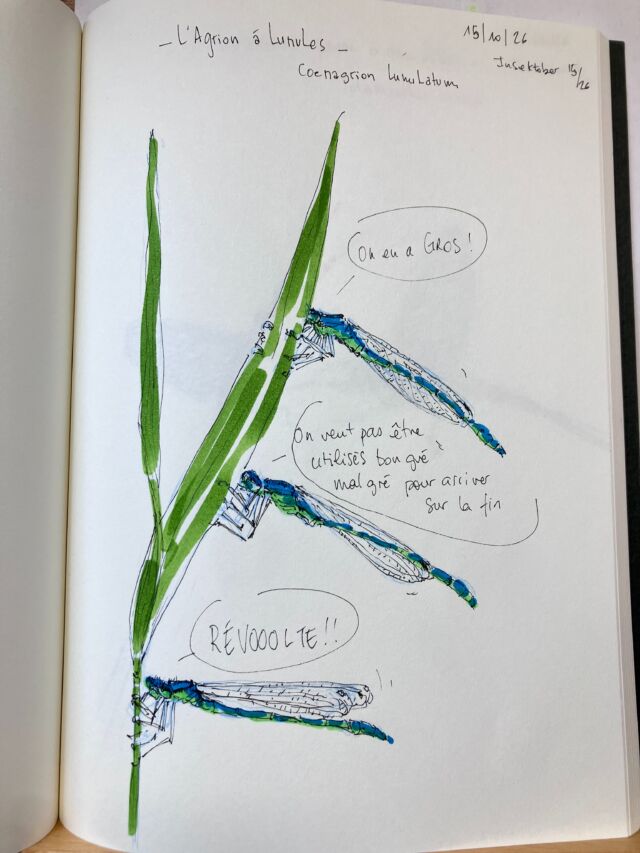 Insektober jour 15

L’Agrion à lunules. Qui en a gros.

Avec l’ @opie_insectes 

#insektober2026 #coenagrionlunulatum #onenagros #révolte #bongrémalgré