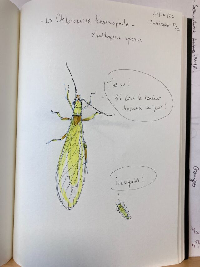 Insektober jour 17

La Chloroperle thermophile. Qui a pécho le gilet de Martine 👌.

Avec l’ @opie_insectes 

#insektober2026 #xanthoperlaapicalis #chacundenousestconcerné #17octobre #yellowgilet