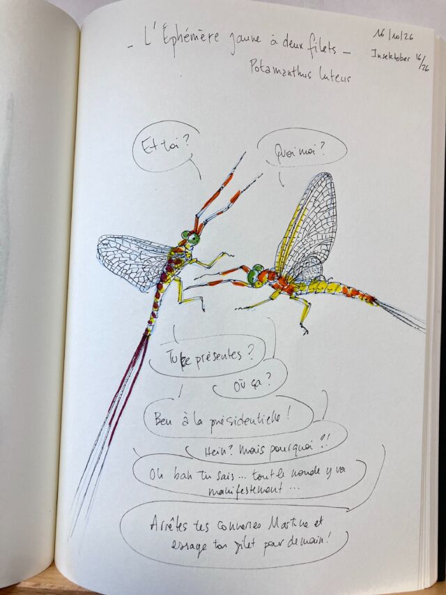 Insektober jour 16

L’Éphémère jaune à deux filets. Qui fait dans l’essayage plutôt que l’enfumage…

Avec l’ @opie_insectes 

#insektober2026 #potamanthusluteus #monptitgiletduvendredi #martinecandidate #oupas