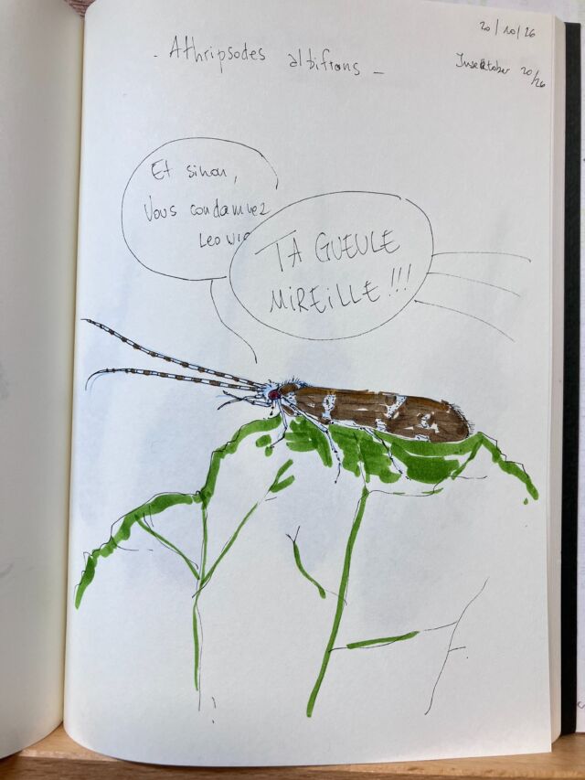 Insektober jour 20

L’Athripsodes albifrons. Qui ferait bien d’aller cueillir des champis plutôt que de regarder la télé.

Avec l’ @opie_insectes 

#insektober2026 #athripsodesalbifrons #vouscondamnezlesviolences???? #tagueulemireille #chacundenousestconcerné