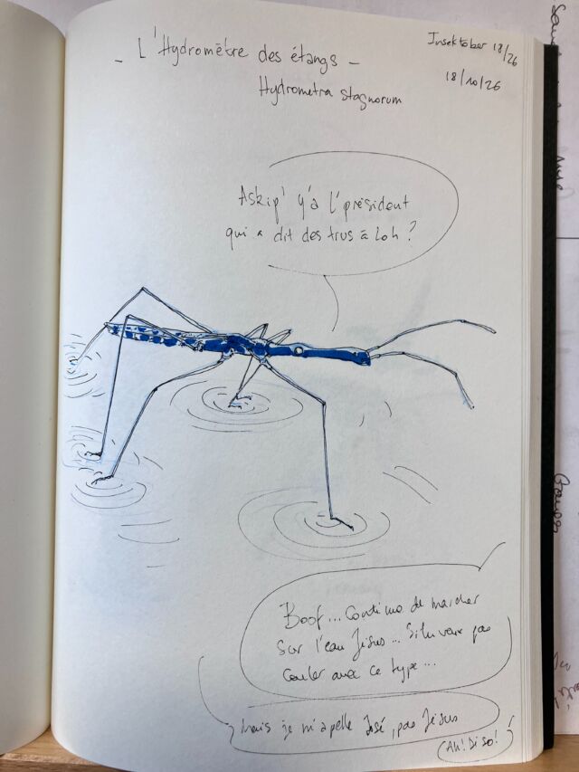 Insektober jour 18

L’Hydrmoètre des étangs. Qui n’a pas entendu le son du pipeau.

Avec l’ @opie_insectes 

#insektober2026 #hydrometrastagnorum #fluflute #quiauraitpuprédire #etquisapeleriolefoutagedegueule