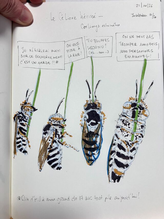 Insektober jour 21

Le Célioxe hérissé. Qui a revu la Cité de la peur et s’en sert à bon escient.

Avec l’ @opie_insectes 

#insektober2026 #coelioxysechinatus #lacitédelapeur #jenécrirairiensurcegouvernementcestunemerde #onnepeutpzstromper1000fois1000personnesemmanuel