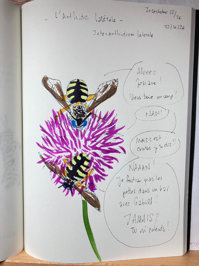 Insektober jour 22

L’Anthidie latérale. Qui veut pas aller boire avec Gaby.

Avec l’ @opie_insectes 

#insektober2026 #icteranthidiumlaterale #onpeutpastromper1000fois1000bistros #jamaisavecgaby #faudraitvoirapasabuserquandmême