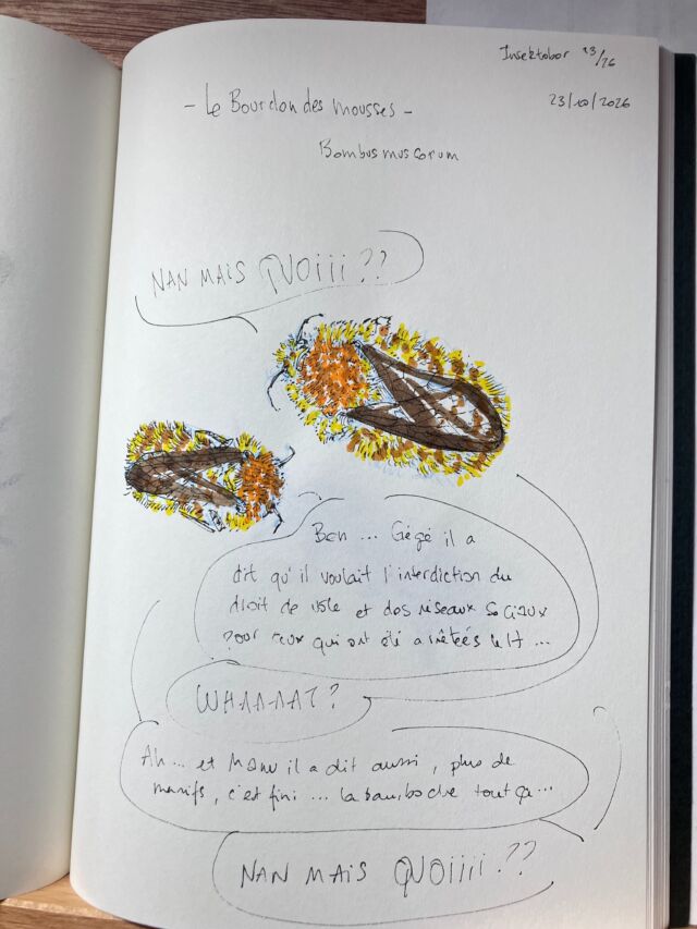 Insektober jour 23

Le Bourdon des mousses. Qui hallucine jour après jour, dinguerie après dinguerie…

Avec l’ @opie_insectes 

#insektober2026 #bombusmuscorum #nanmaisquoi #lafrancisonestdanslamerde #comprennequipeut
