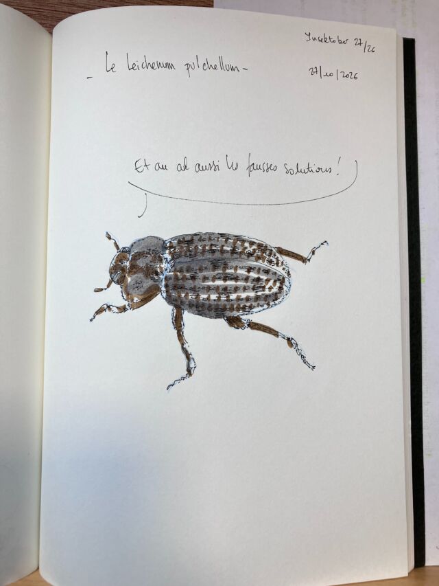 Insektober jour 27

Le Leichenum pulchellum. Qui a relu Novecento. 

Avec l’ @opie_insectes 

#insektober2026 #leichenumpulchellum #etauculaussilejazz #novecentobaricco