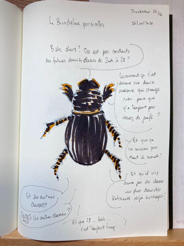 Insektober jour 26

Le Brindalus porcicollis. Qui trouve que Seb s’est pas vraiment sorti les doigts… mais qu’il est passé maître enfumage (à deux doigts du numéro vert).

Avec l’ @opie_insectes 

#insektober2026 #brindalusporcicollis #onsesortlesdoigtssebastien #maitreenfumage #daronneencolère